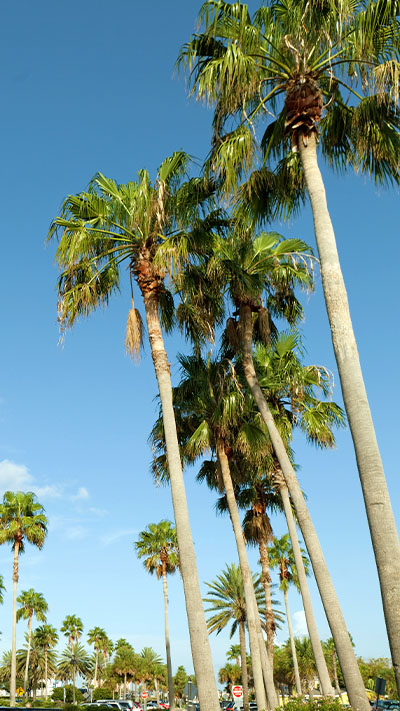 Clearwater Florida Palm trees